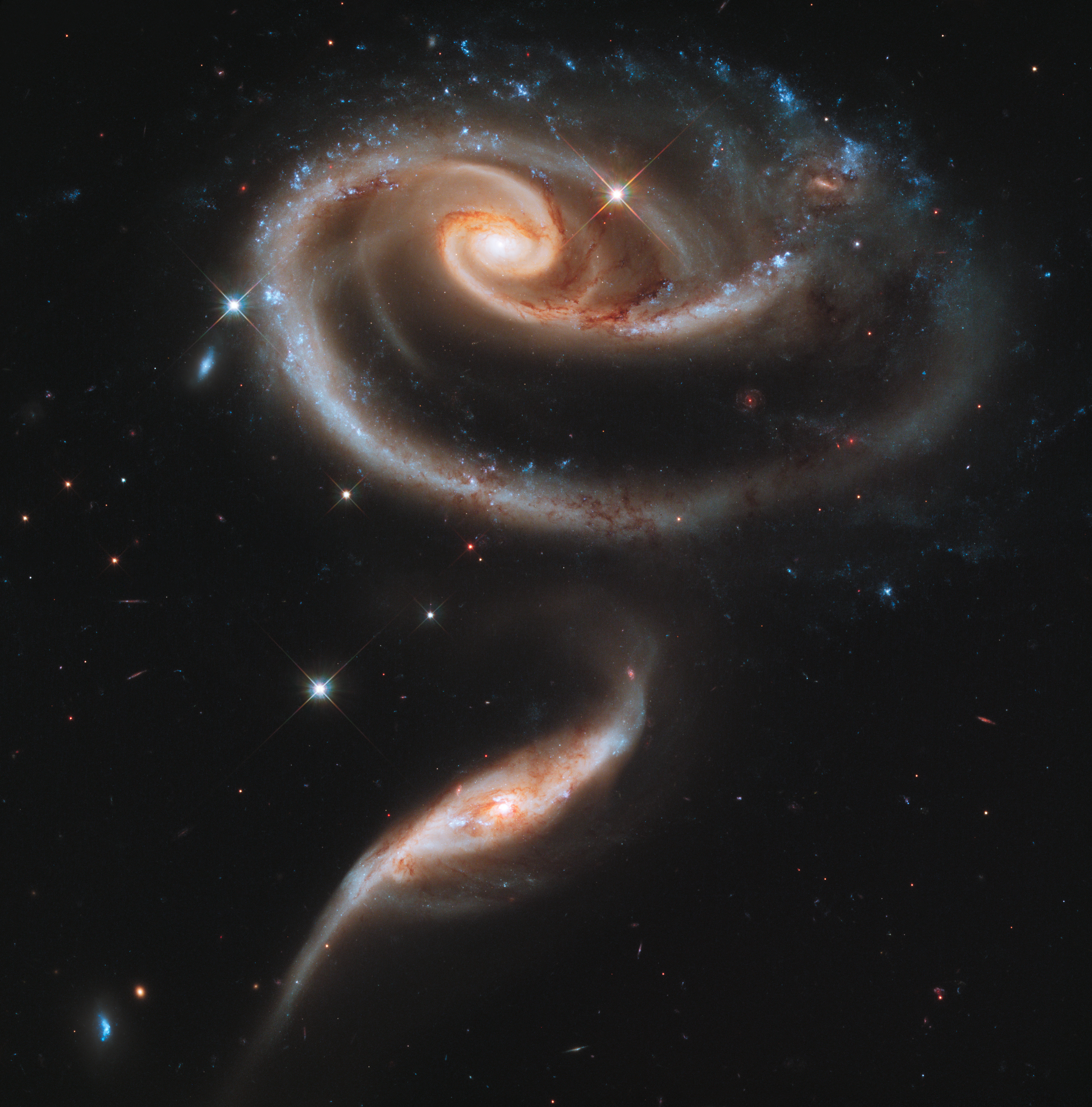 rose made of galaxies