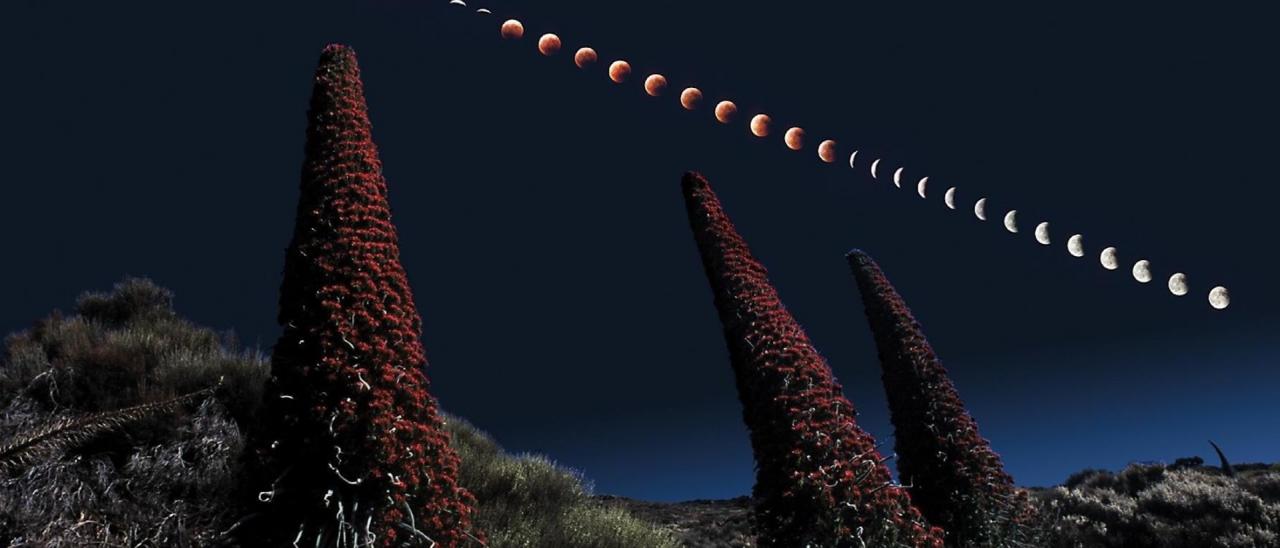 Paisaje nocturno en el PN del Teide. Eclipse Total de Luna y Tajinastes rojos  -endemismo de Tenerife-. Imagen J.C. Casado @ starryearth.com
